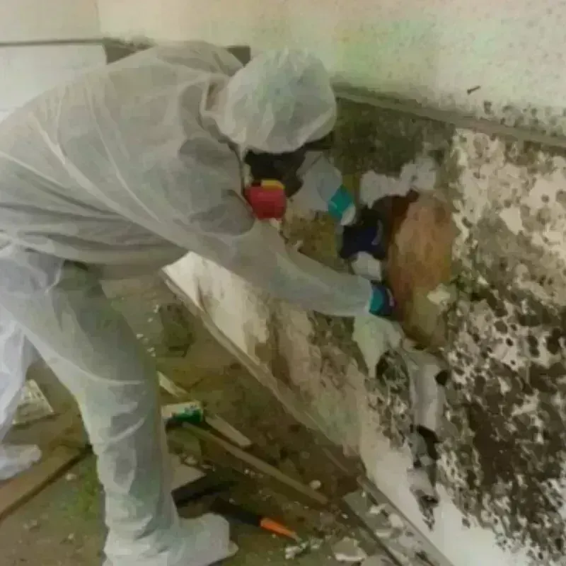 Mold Remediation and Removal in Terra Bella, CA